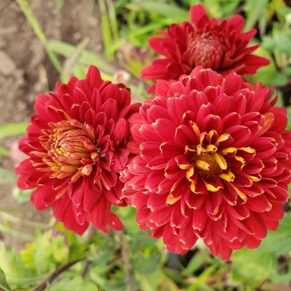 Dorothy Degn Chrysanthemum