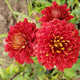 Dorothy Degn Chrysanthemum