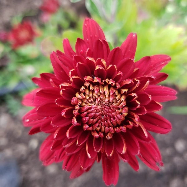 Dorothy Degn Chrysanthemum