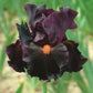 Dracula's Kiss Iris