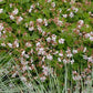 Dwarf Cranesbill