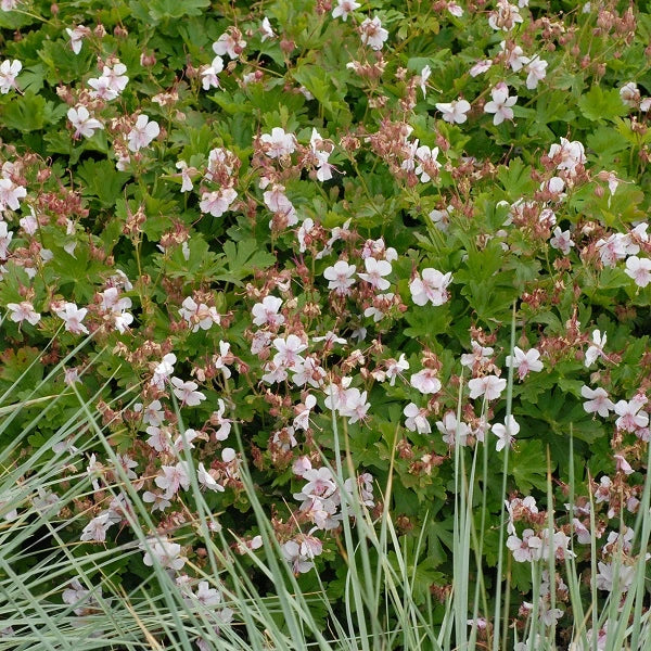 Dwarf Cranesbill