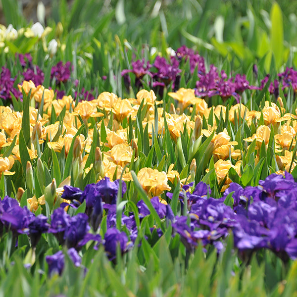 Dwarf Iris Unnamed