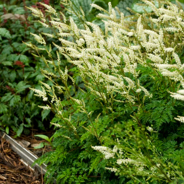 Dwarf Goat's Beard