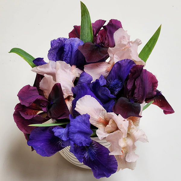 Dwarf Iris Mixed