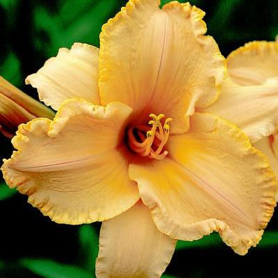 Dynamic Apricot Ruffles Daylily