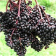 Bob Gordon Elderberry Bush