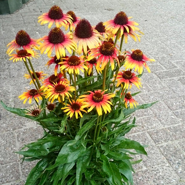 Fine Feathered Parrot Coneflower