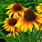 Fine Feathered Parrot Coneflower