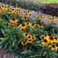 Fine Feathered Parrot Coneflower