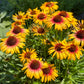 Fine Feathered Parrot Coneflower