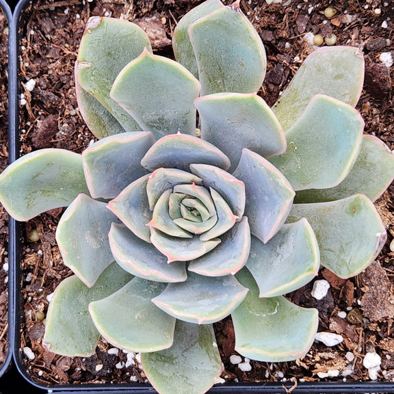 succulent wild Blue Speed Succulent