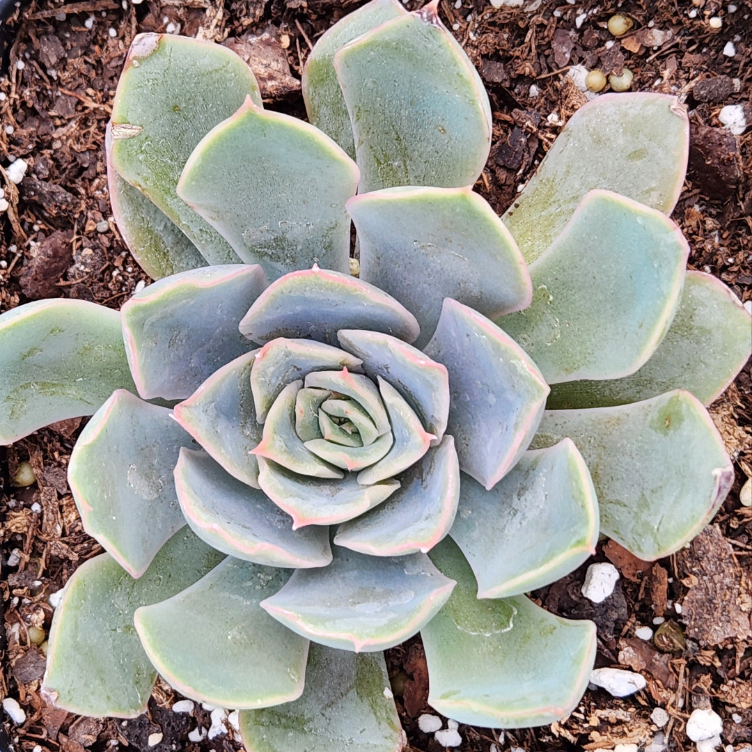 Easy-Care Echeveria – Wild & Son