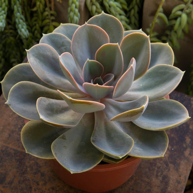Easy-Care Echeveria