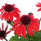 Panama™ Red Coneflower