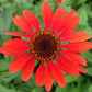 Panama™ Red Coneflower