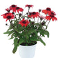 Panama™ Red Coneflower