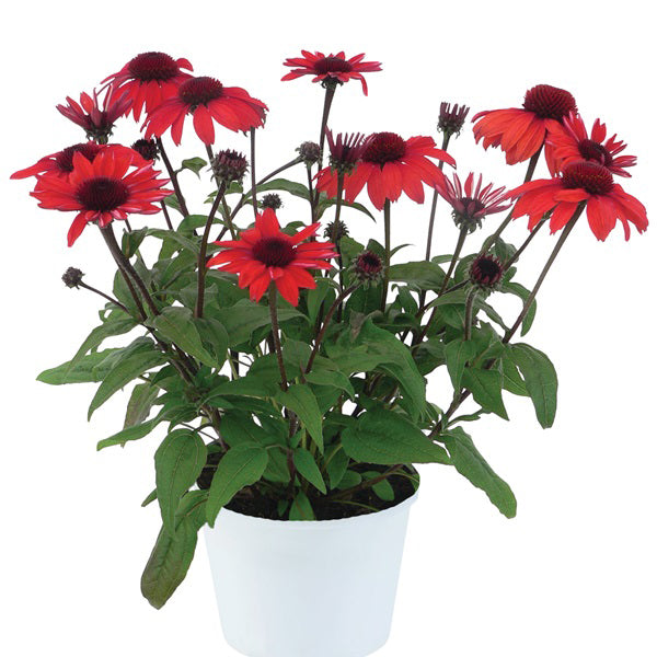 Panama™ Red Coneflower