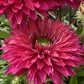 Sweet Fuchsia SunSeekers Coneflower