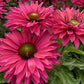 Sweet Fuchsia SunSeekers Coneflower