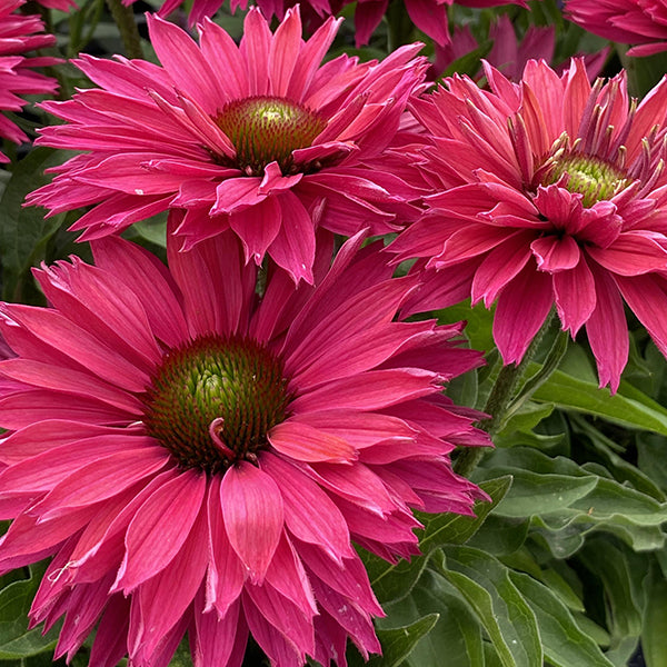 Sweet Fuchsia SunSeekers® Coneflower