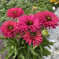 Sweet Fuchsia SunSeekers Coneflower