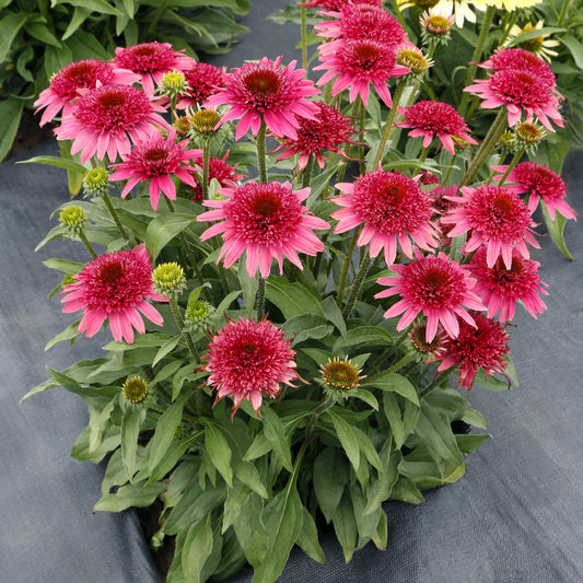 Giddy Pink Coneflower