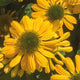 Mellow Yellows Coneflower