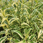 Pink Frost Joe Pye Weed