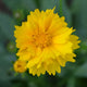 Early Sunrise Coreopsis