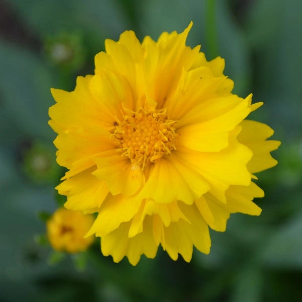 Early Sunrise Coreopsis