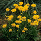 Early Sunrise Coreopsis