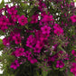 Early Cerise Tall Garden Phlox