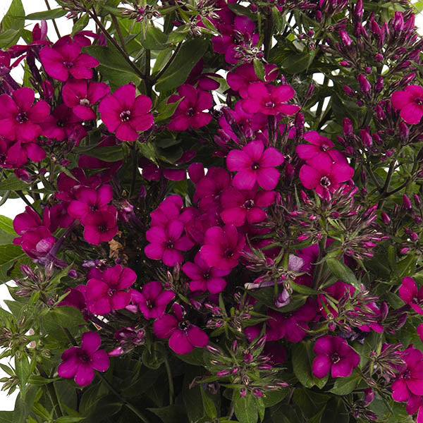 Early Cerise Tall Garden Phlox