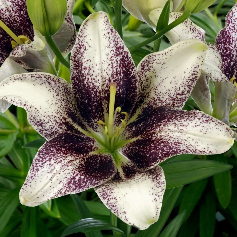 Easy Spot Pollen Free Asiatic Lily