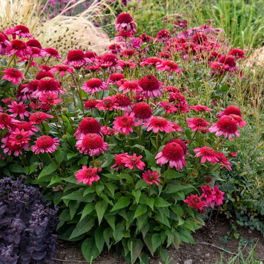 Watermelon Sugar Coneflower