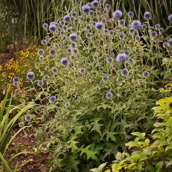 indoor thistle plant Globe Thistle – Wild & Son