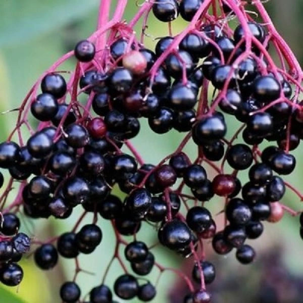 Wyldwood Elderberry