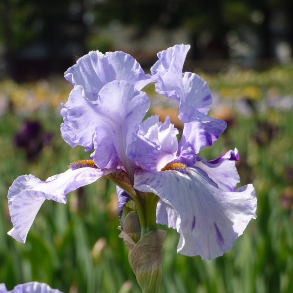 Elainealope Iris