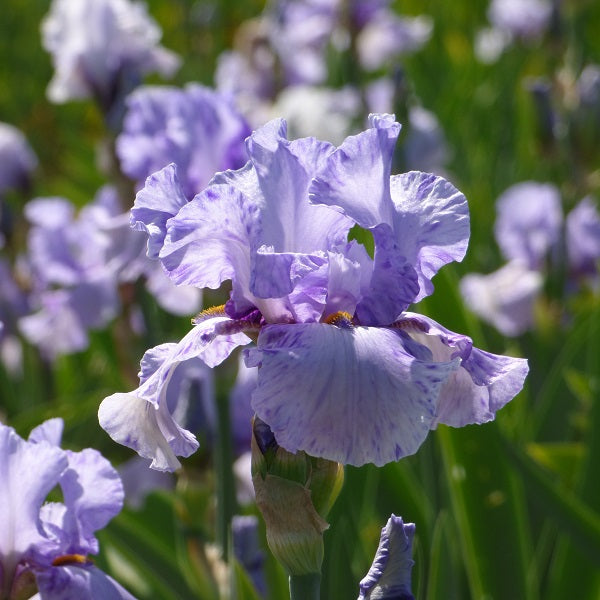 Elainealope Iris