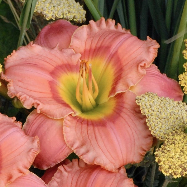 Elegant Candy - Daylily