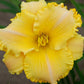 Elegant Leontyne - Daylily