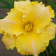 Elegant Leontyne Daylily