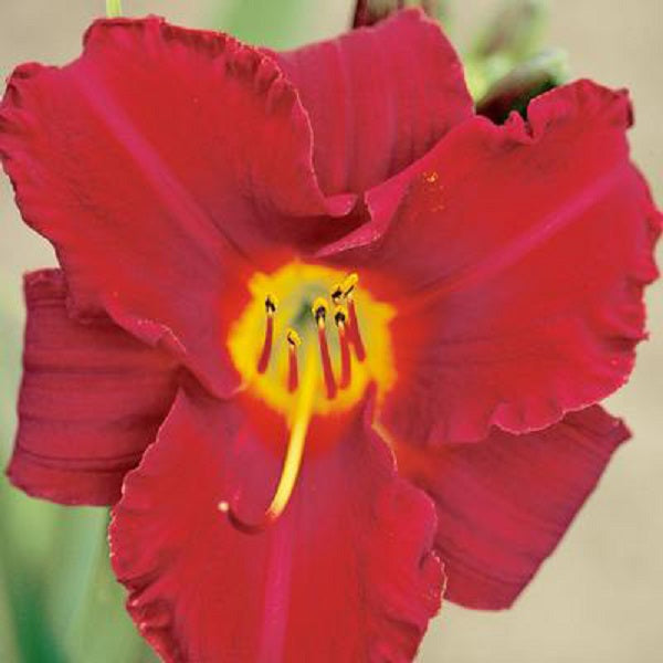 Emperor's Royal Red Daylily