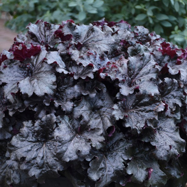 Evening Gown Coral Bells