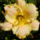 Everyone Loves An Angel Premium Daylily