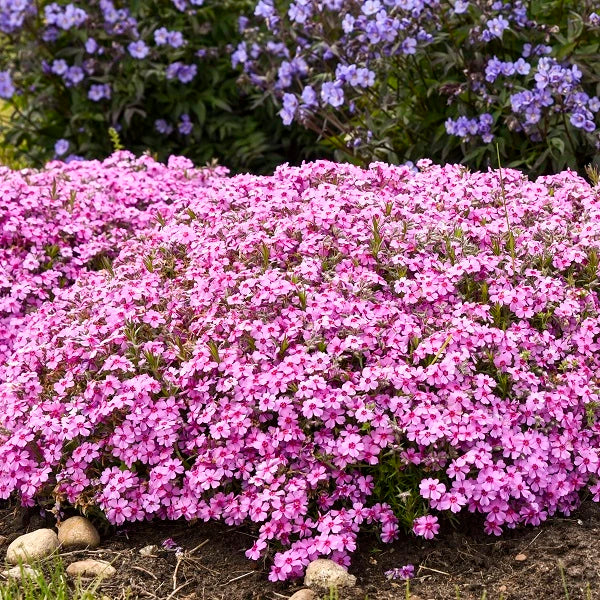 Eye Caramba Creeping Phlox