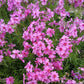 Eye Caramba Creeping Phlox