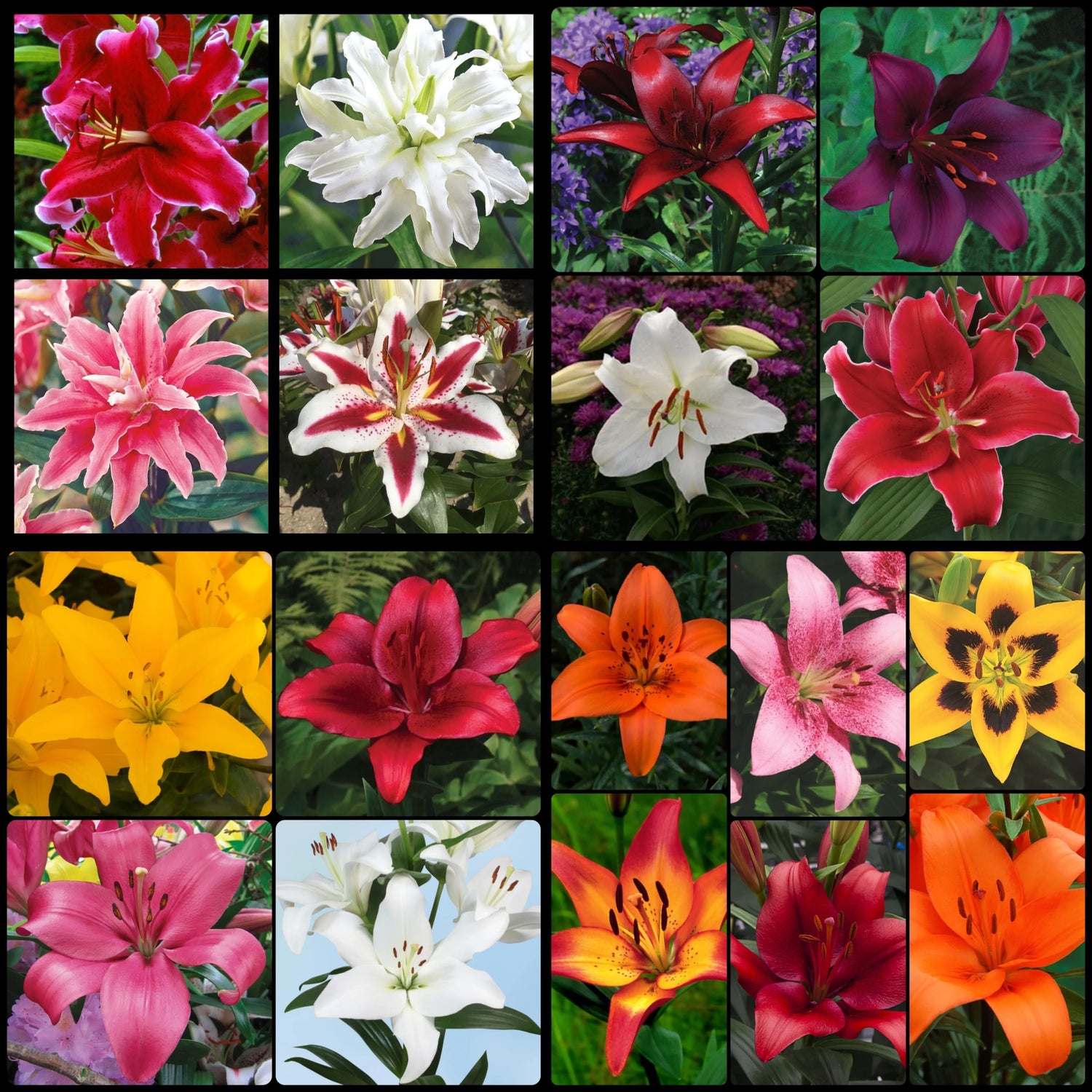 Fall Get Them All Lily Collection