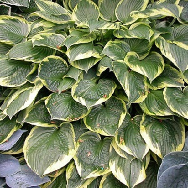 Dark Green with Yellow Margins Hosta